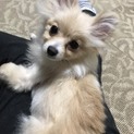 ポメラニアンのもここちゃん
