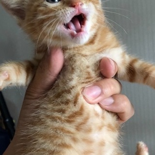人気の茶トラ☆元気なチップスくん