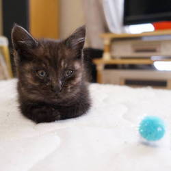 ゴロー　徐々に馴れるもウンチやわらかい・・・