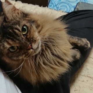 膝のり大好き甘えた毛長さび