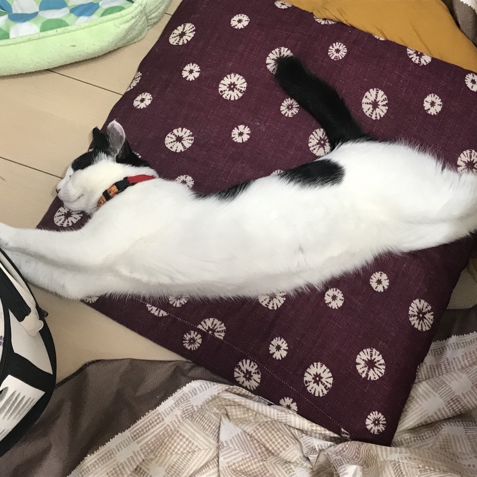 ミルルのカバー写真