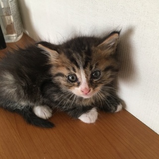 愛護センターレスキュー☆うみくん毛長１ヶ月