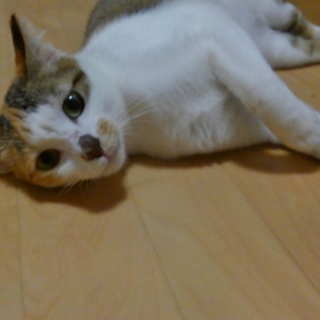 キュートな三毛猫　歌舞伎ちゃん