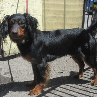 Theやんちゃ。ダックス風中型犬