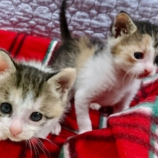 募集一時停止  生後１ヶ月の三毛猫姉妹