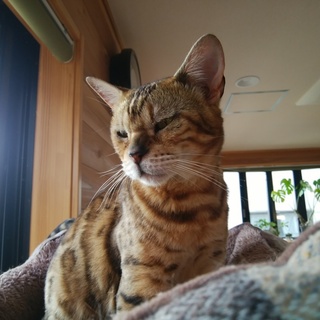 【決定】甘えん坊のベンガル1～2歳