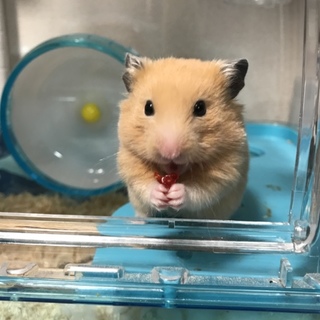 キンクマ赤ちゃん里親募集