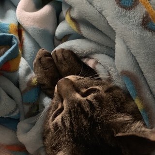 至急 お願いします