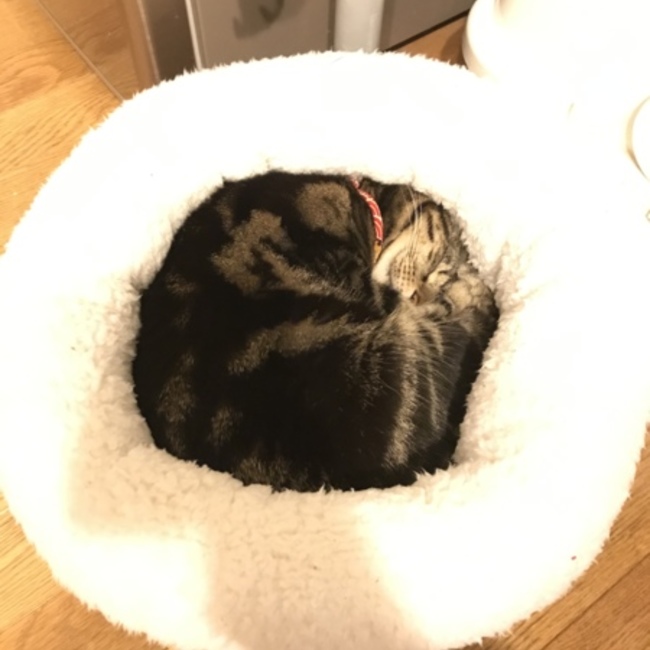 ちゅうたつのカバー写真