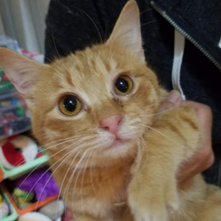 可愛い猫たちです(*´ω｀*)