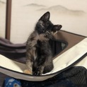 美人で賢いサビ猫です
