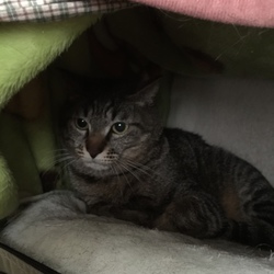 「ライ！雷に打たれる‼️」サムネイル3