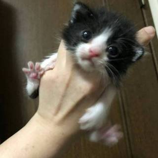 小さな黒白ちゃん