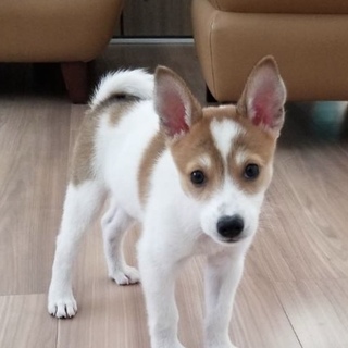 おでこにハートがある いちごくん