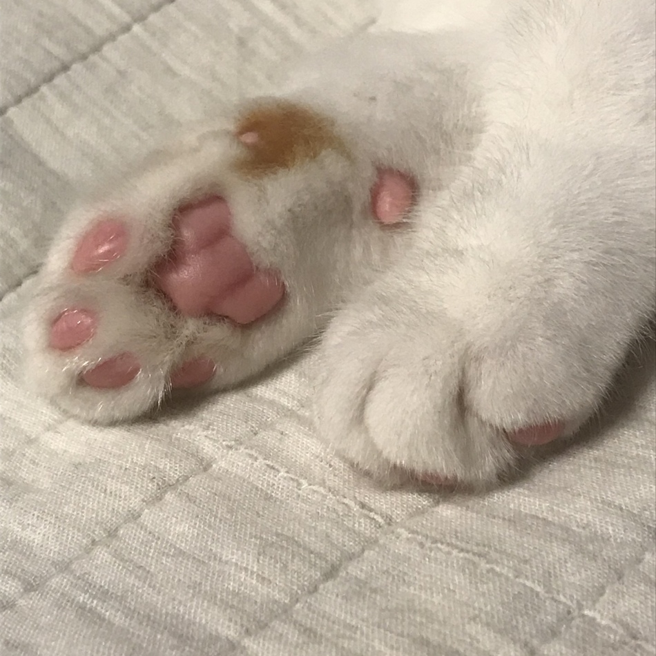 うたのカバー写真