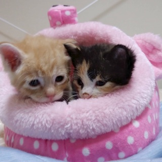 里親決定●1カ月茶トラ三毛ペア