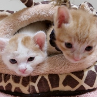 里親決定⚫1か月半●茶トラ白茶ペアで