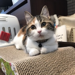 ウチの子に迎えて