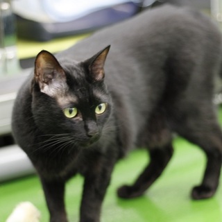 譲渡対象猫の紹介です