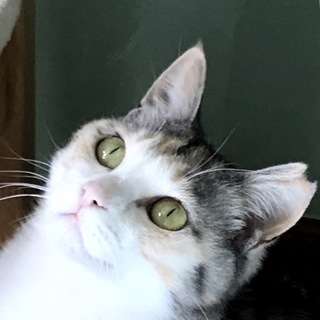 わたち幸せになってもいいのにゃ？