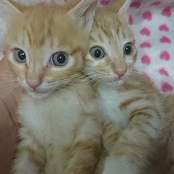 琉球・奄美大島特集続行中 様々な地域の猫