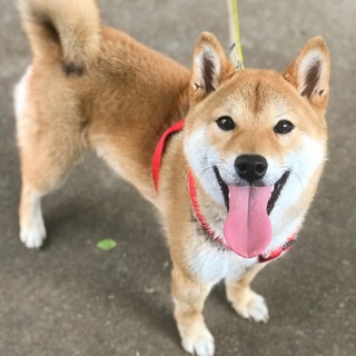 柴犬１歳♂寂しがりで甘えん坊♪ 