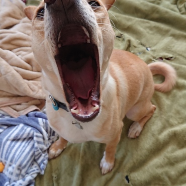 ぽりこ王国のにゃんこちゃんはかわいいぃぃ～(*≧∀≦*)と絶叫中の銀太(笑)