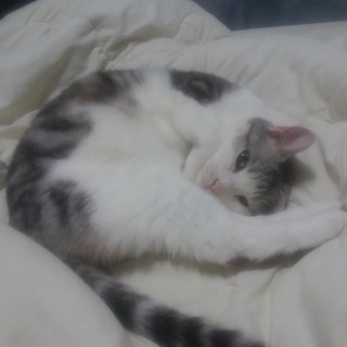 マンチカン6歳男の子