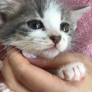 里親成立。たか子ちゃん☆1ヶ月