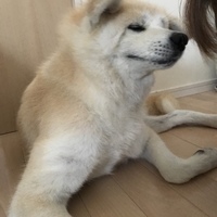 犀八娘(さやこ)