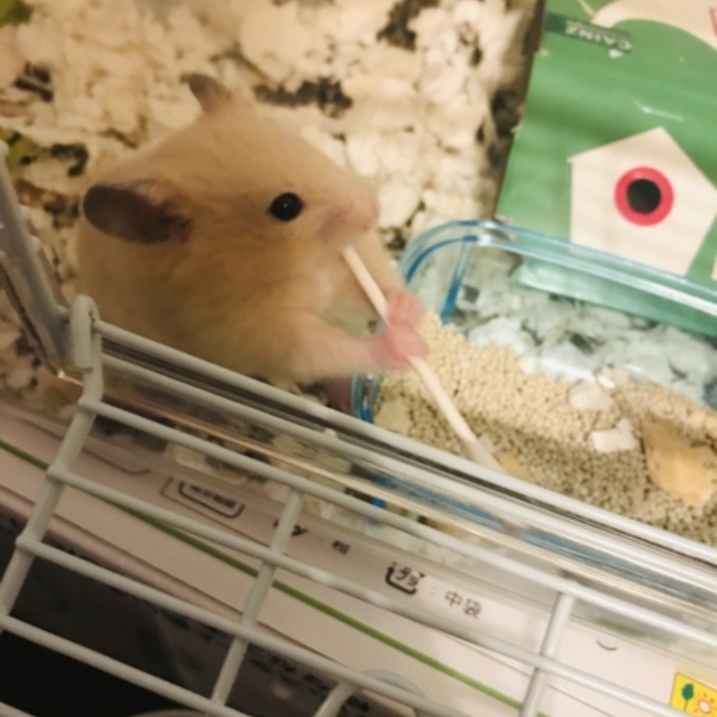 にゃんにゃん太郎のカバー写真