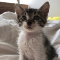とっても愛嬌のある子猫です。