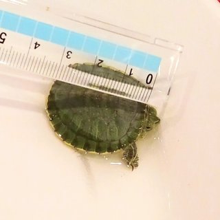 カメの赤ちゃん