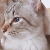 のあみこ