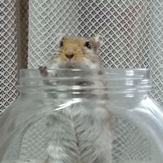 カラージャービル（スナネズミ）　メス