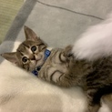 子猫の里親募集