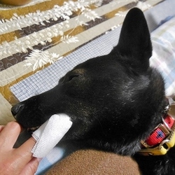 「歯磨き」サムネイル1