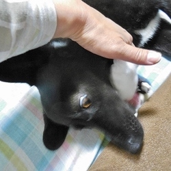 「歯磨き」サムネイル3