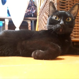 控えめな黒猫りんちゃん♡ﾞずっとのおうちを募集中！