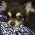 甘えん坊で構ってちゃんのラナ