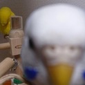 ２歳半のセキセイインコの里親募集してます(代理)