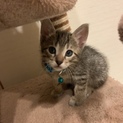 子猫の里親募集