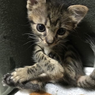 ラブリーつばめちゃん♡