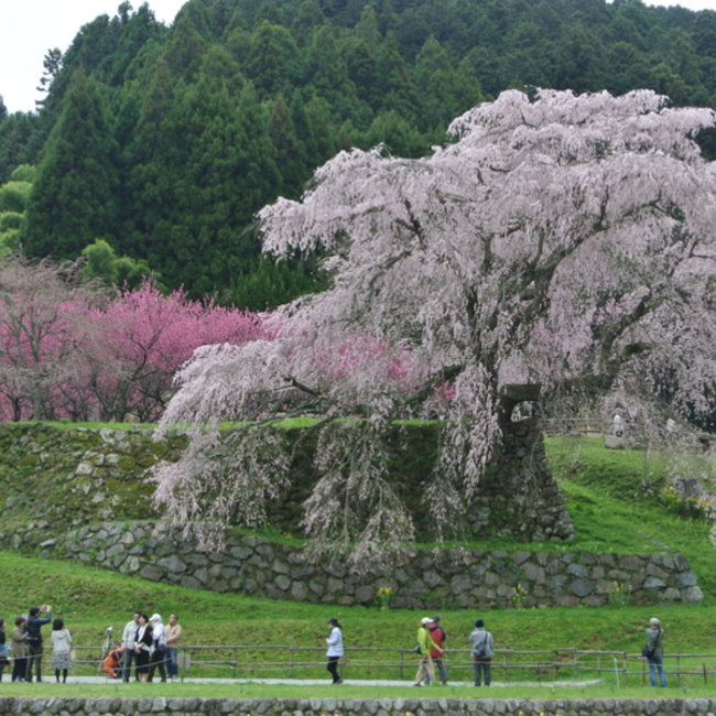 木うっちゃんのカバー写真