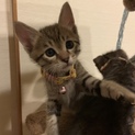 子猫の里親募集