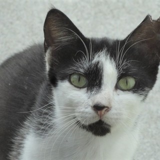 サクラネコ八割れちゃんの里親さん大募集！