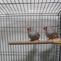 里親決定しました。ありがとうございました。