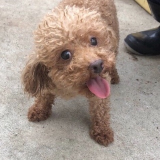 構ってちゃんのヨモギちゃん
