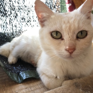 動画あり、TNR予定で保護したミルク色のかのちゃん