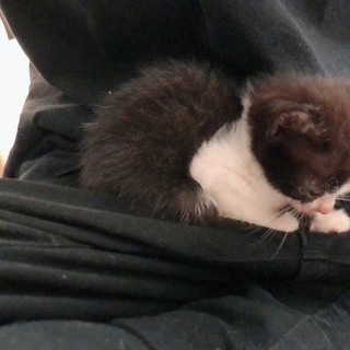 子猫拾いました 里親募集